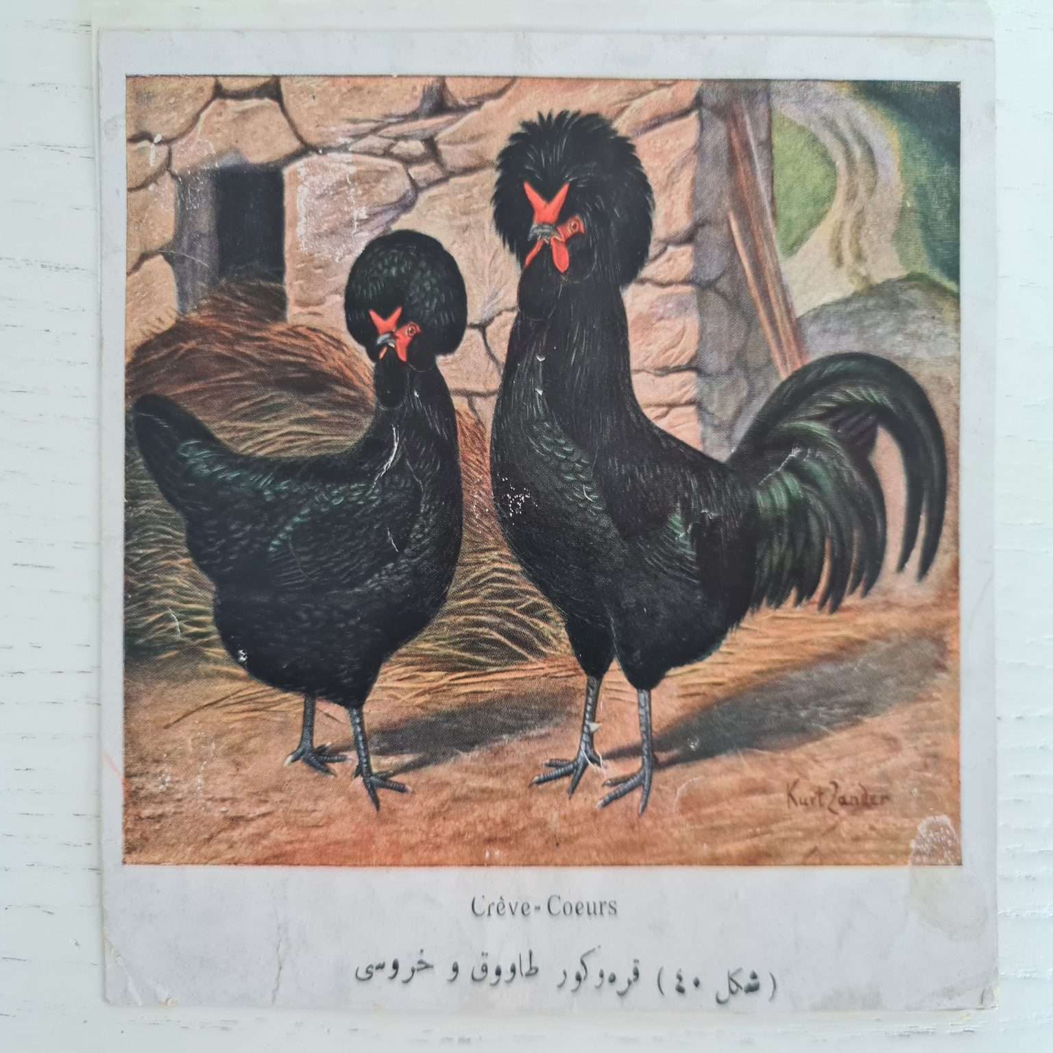 osmanlıca-tavuk-resimleri