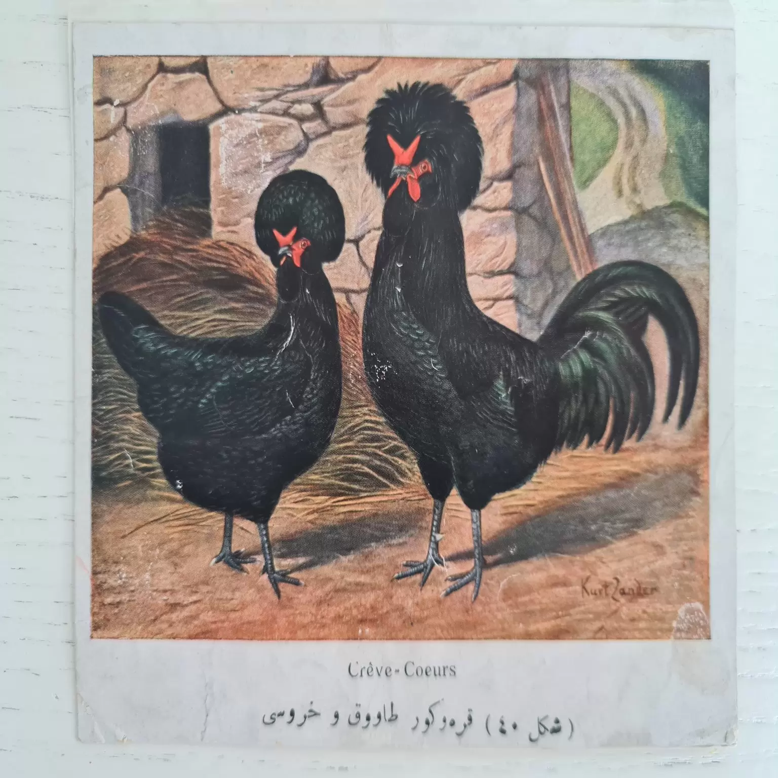 osmanlıca-tavuk-resimleri