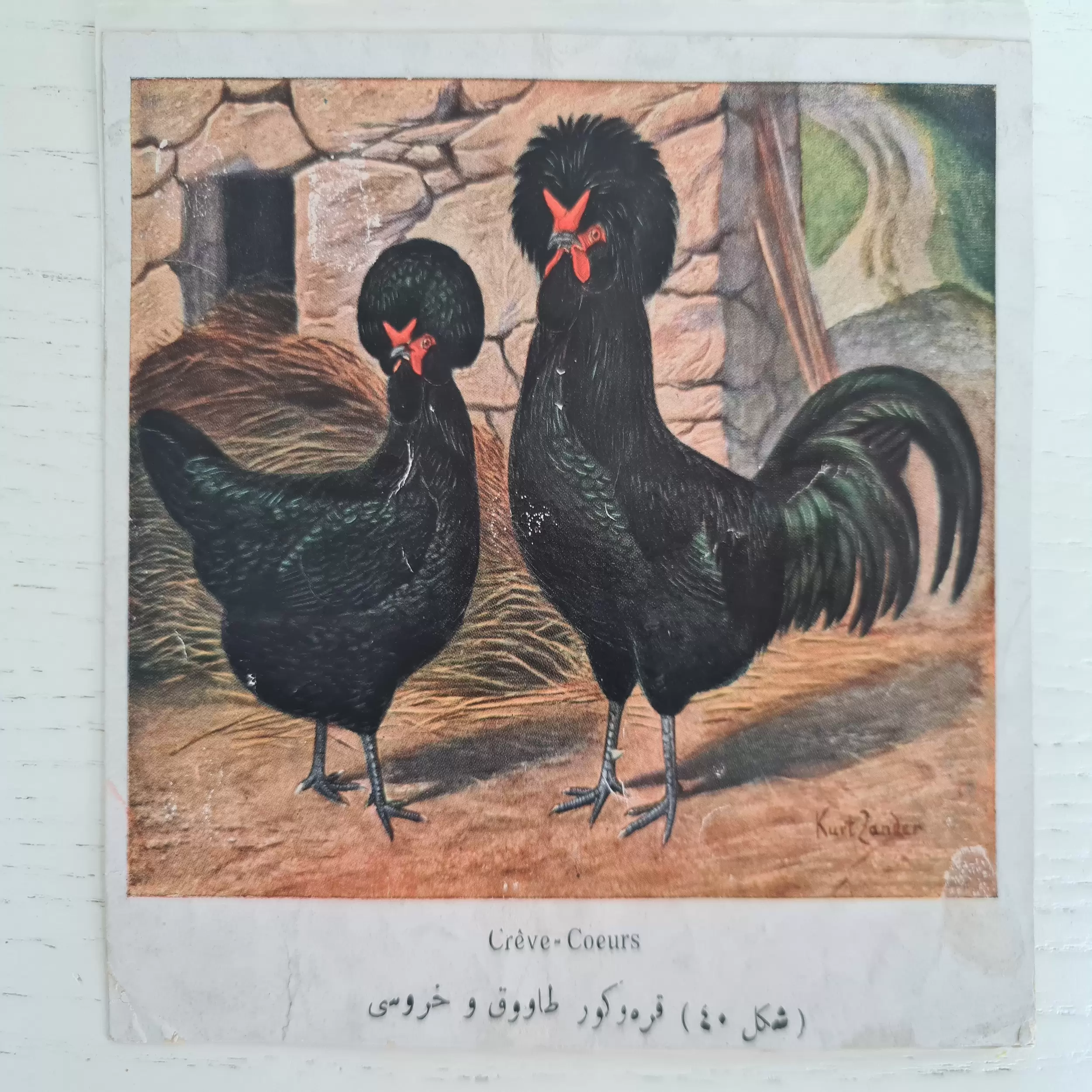 osmanlıca-tavuk-resimleri