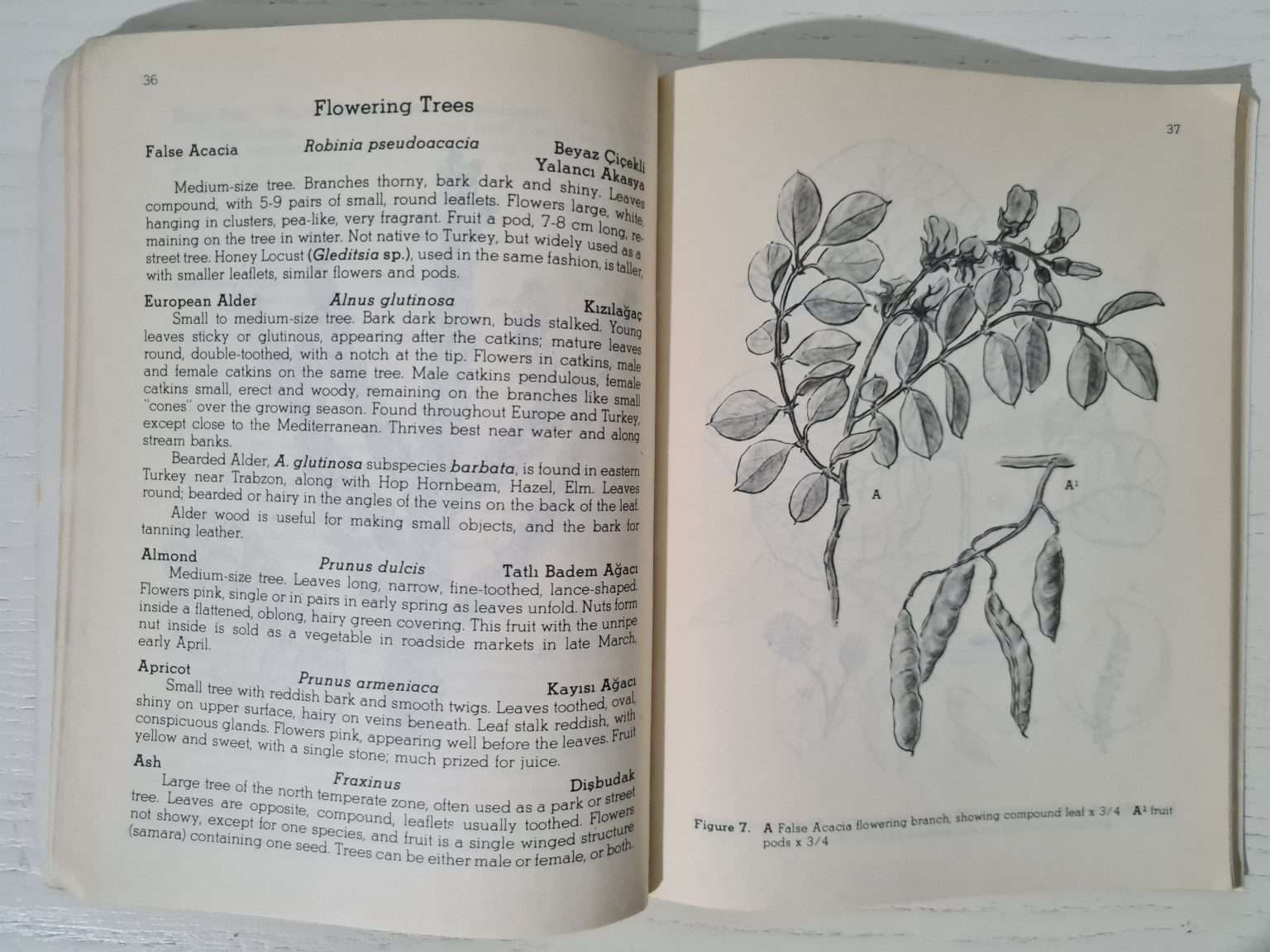 ingilizce-botanik-kitap-3