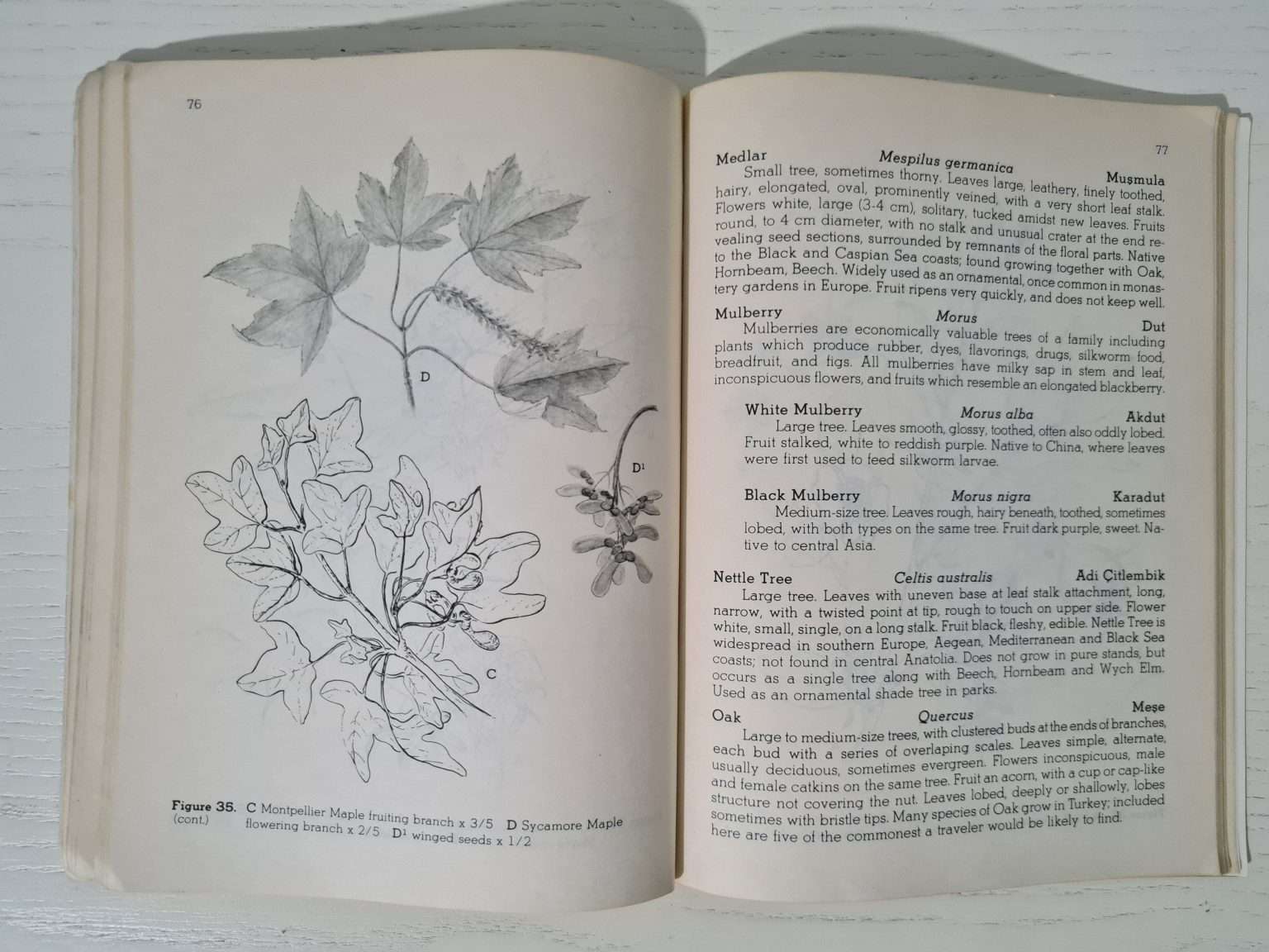 ingilizce-botanik-kitap-4