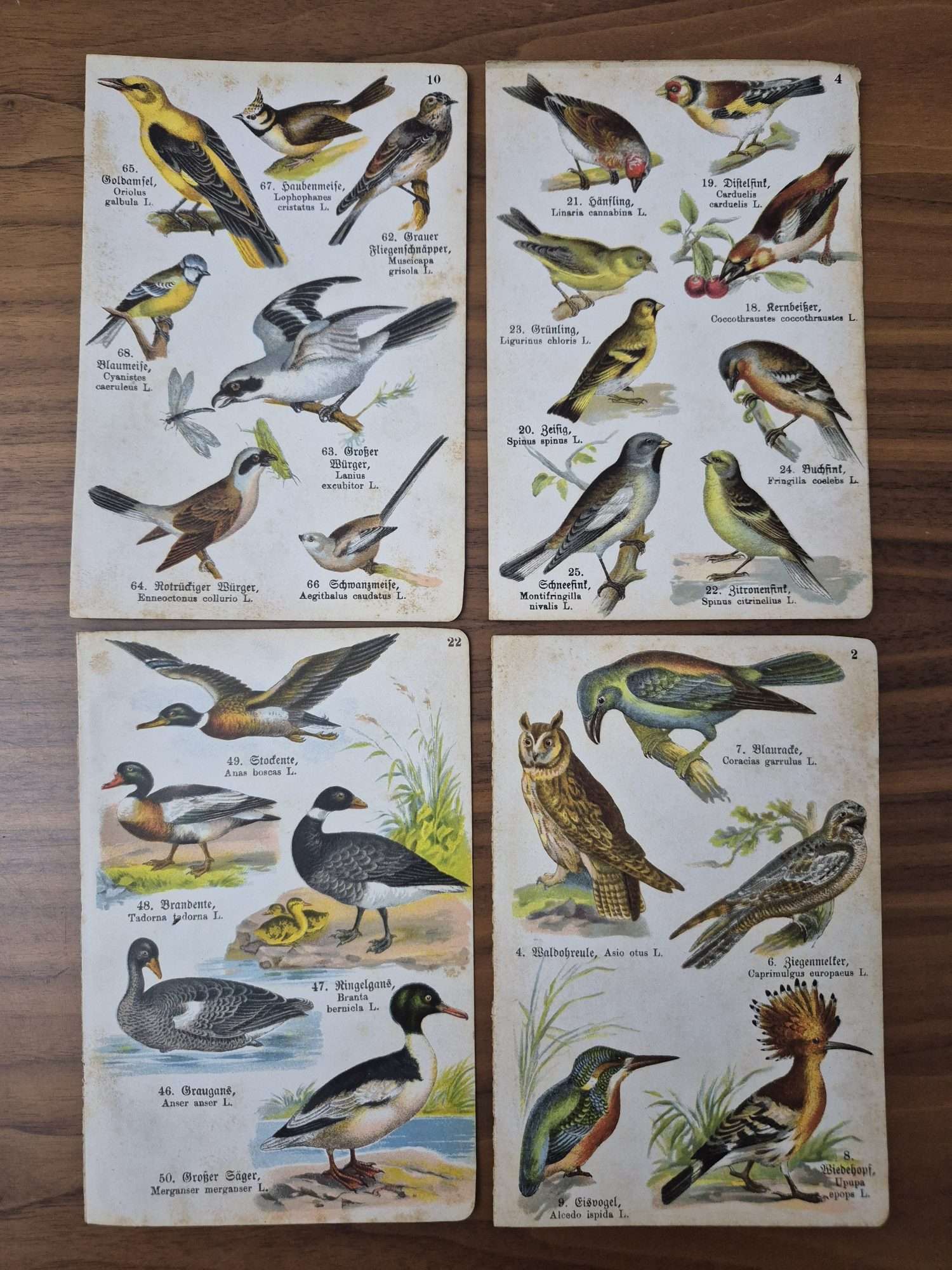4 Adet Taş Baskı Eski Dönem Kuşlar Her biri 11x17cm - Görsel 3