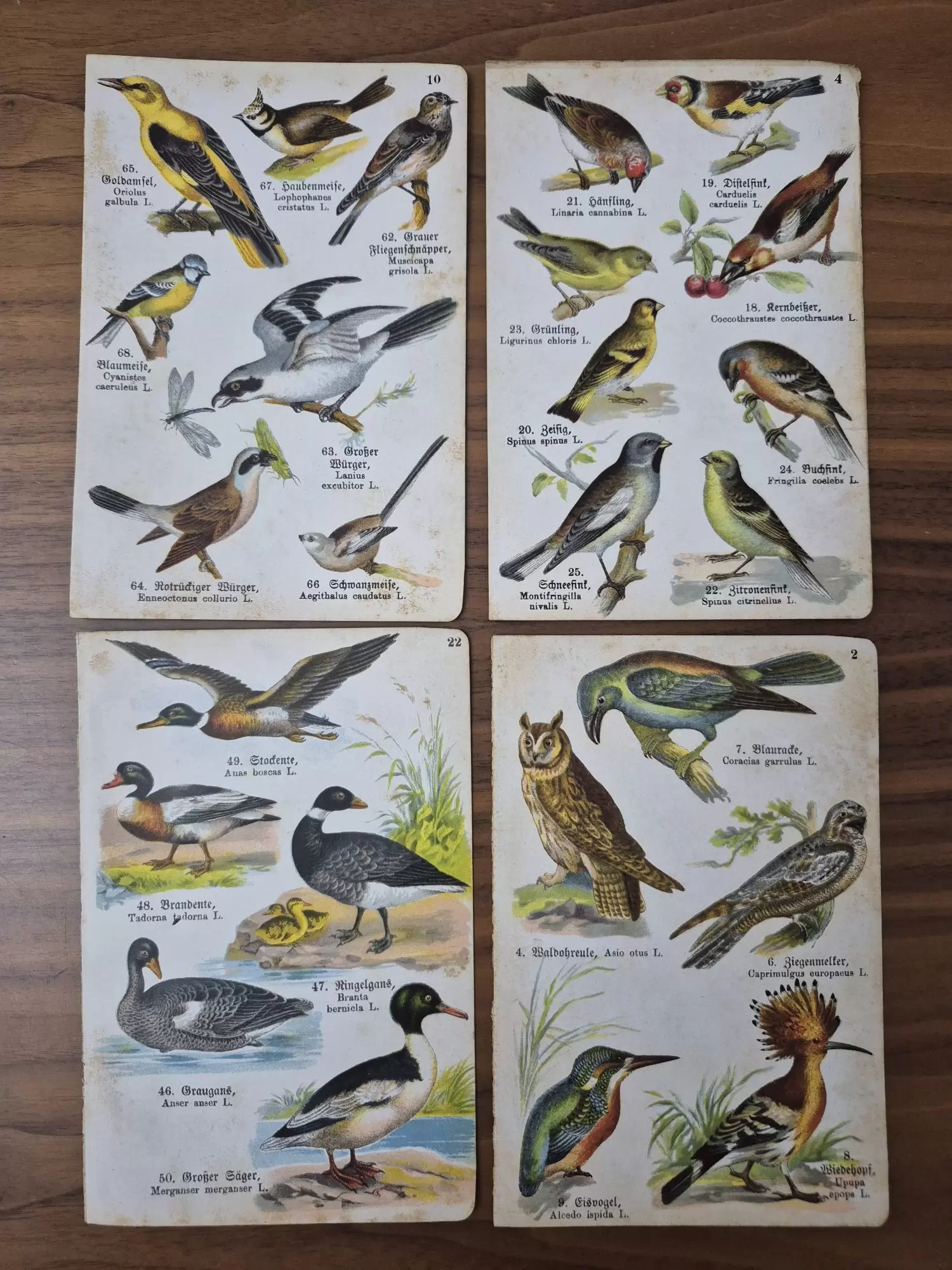 4 Adet Taş Baskı Eski Dönem Kuşlar Her biri 11x17cm - Görsel 3