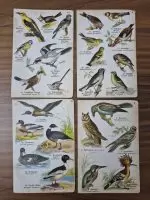 4 Adet Taş Baskı Eski Dönem Kuşlar Her biri 11x17cm - Görsel 3