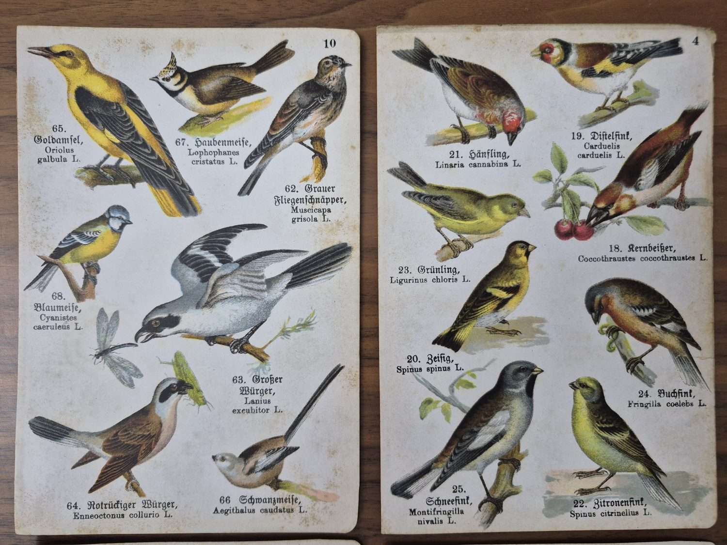 4 Adet Taş Baskı Eski Dönem Kuşlar Her biri 11x17cm - Görsel 2