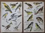 4 Adet Taş Baskı Eski Dönem Kuşlar Her biri 11x17cm - Görsel 2